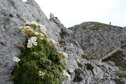 Da Ceresola di Valtorta salita ai Piani di Bobbio e allo ZUCCO BARBESINO (2152 m.) venerdì 2 giugno 2017 - FOTOGALLERY